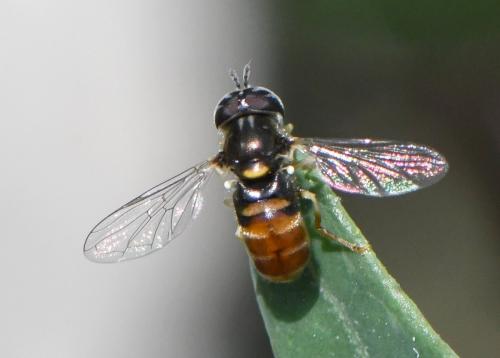 Réf. 258 195 : Paragus quadrifasciatus